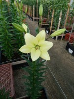 [5065 Courier No01.JPG]